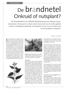 Onkruid of nutsplant?