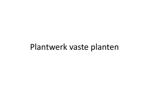Plantwerk vaste planten