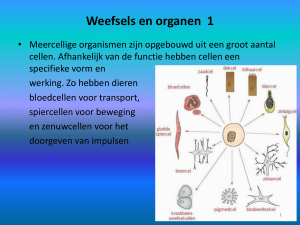 Weefsels en organen 1