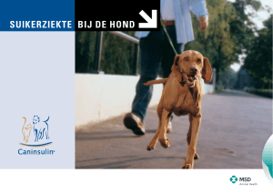 suikerziekte bij de hond - MSD Animal Health Nederland