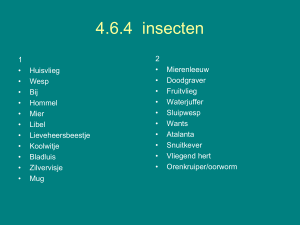 4.6.4 insecten