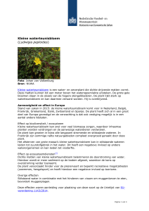 Kleine waterteunisbloem (Ludwigia peploides)