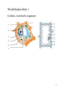 Werkblad 1 : cel-onderdelen