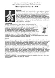 Phalaenopsis cornu-cervi BI - Nederlandse Orchideeën Vereniging