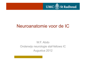 Neuroanatomie voor de IC