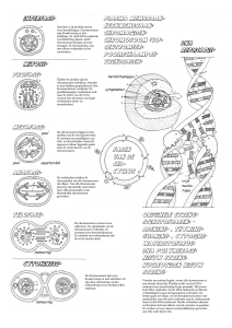 cyclus DNA replicati