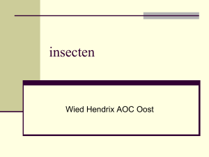 insecten - Wikiwijs Maken