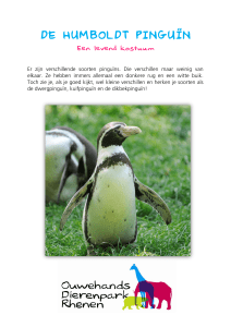 de humboldt pinguïn - Ouwehands Dierenpark