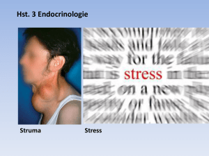 Hst. 3 Endocrinologie Struma Stress 3.1 Hormonen Hypothalamus