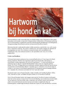 Hartworminfectie wordt veroorzaakt door een draadvormige worm