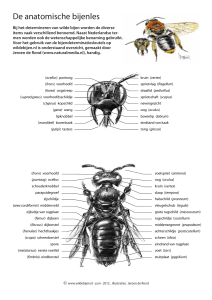 De anatomische bijenles