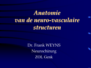 Anatomie van de neuro-vasculaire structuren