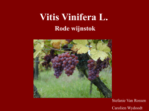 Vitis Vinifera L.