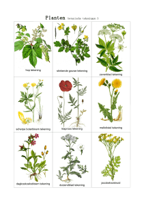 planten botanische tekeningen 3