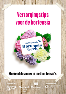 Verzorgingstips voor de hortensia