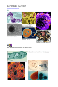 Bacteriën - Bloggen.be