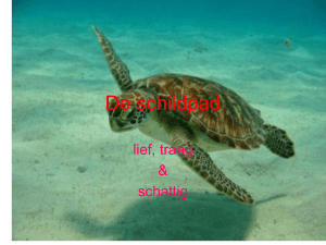 De schildpad