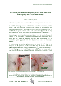 Male rabbit and castration