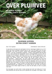ruiende kippen extra eiwit voeren ruiende