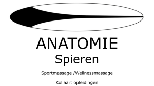 anatomie spieren