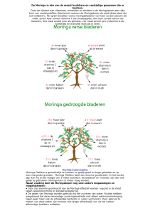 Moringa boom - Het Dogon Vrouwen Initiatief