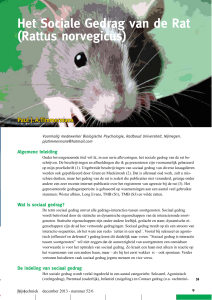 Het Sociale Gedrag van de Rat (Rattus
