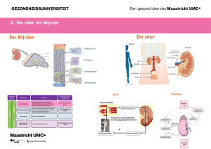 De Bijnier De nier - Gezondheidsuniversiteit