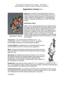 Zygopetalum mackayi hook - Nederlandse Orchideeën Vereniging