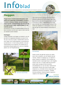 Heggen - Brabants Landschap