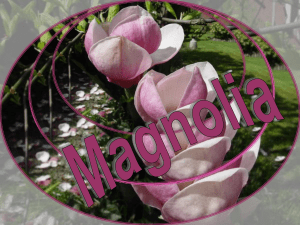 Magnolia - Kyannco