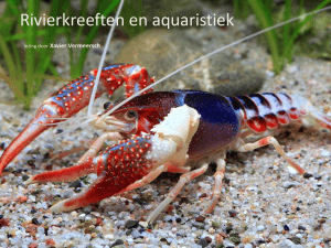 Rivierkreeften en aquaristiek (Xavier Vermeersch)
