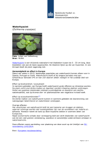 Waterhyacint (Eichhornia crassipes)