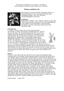 Aerangis biloba (Ldl - Nederlandse Orchideeën Vereniging