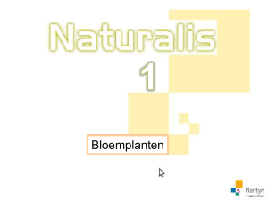 Bloemplant