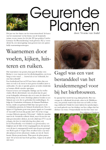Geurende Planten - Arboretum Oudenbosch