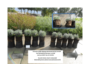 Verschil in gelijk uitgangs plantmateriaal bij Lavendel Test bij