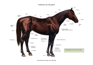 Anatomie van het paard - Welkom bij Happy Horse Massage