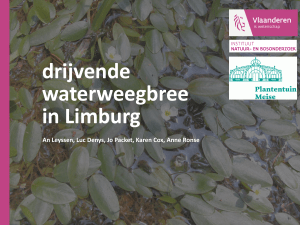 drijvende waterweegbree in Limburg - Instituut voor Natuur
