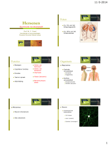 Hersenen - Gezondheidsuniversiteit