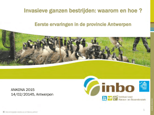 bestrijding van invasieve ganzen in provincie Antwerpen