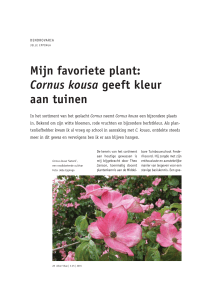 Mijn favoriete plant: Cornus kousa geeft kleur aan tuinen