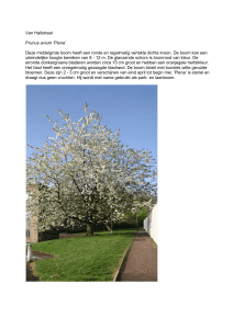 Van Hallstraat Prunus avium `Plena` Deze middelgrote