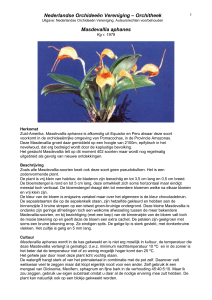 Masdevallia aphanes - Nederlandse Orchideeën Vereniging