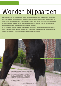 Wonden bij paarden - Paardenkliniek Venlo