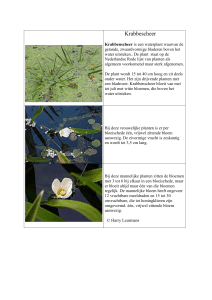 Krabbescheer Krabbenscheer is een waterplant waarvan de