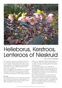 Helleborus, Kerstroos, Lenteroos of Nieskruid