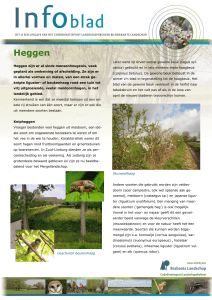 Heggen - Brabants Landschap