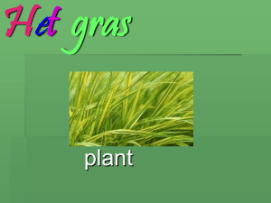 Het gras - GBS Stokkel