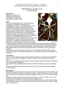 Plectrelminthus caudàtus (LdI - Nederlandse Orchideeën Vereniging