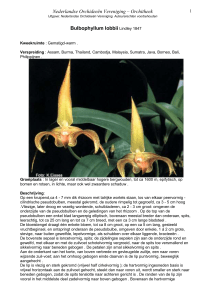 Bulbophyllum lobbii Lindley 1847